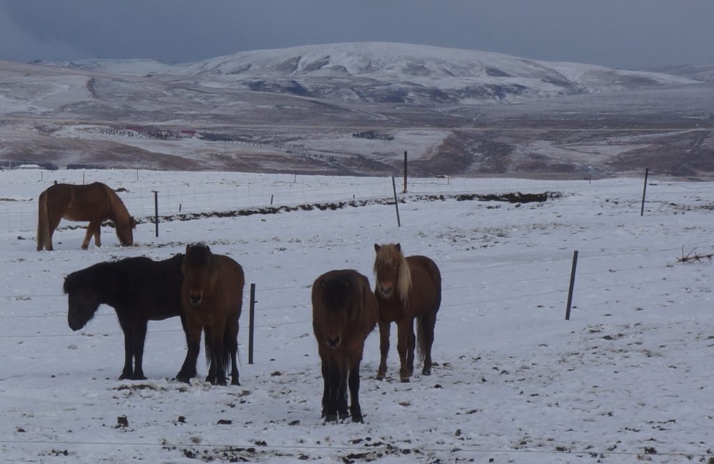 desertando-caballos islandeses 