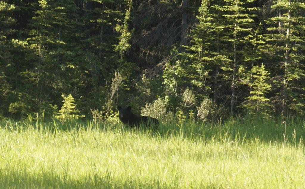 desertando-oso negro- Canadá
