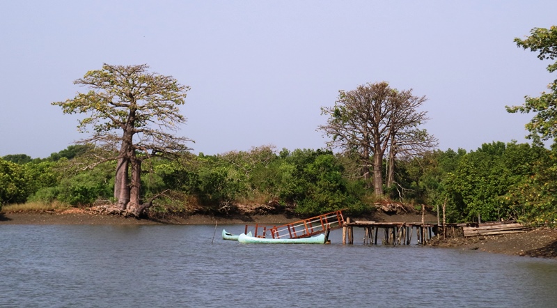 desertando-baobab-island