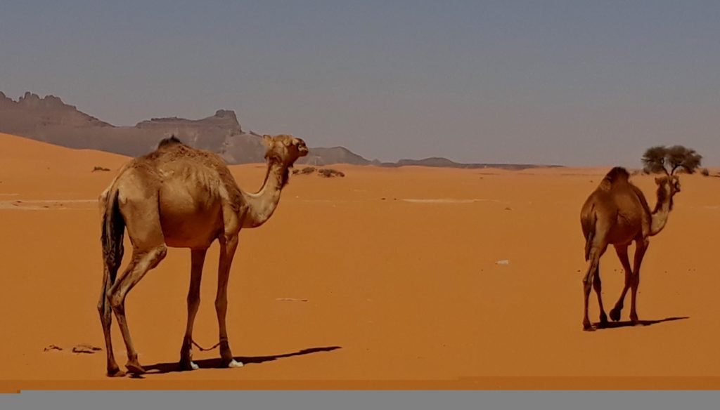 desertando-akakus-camellos