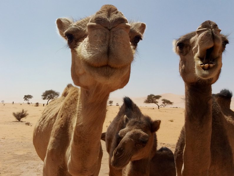 desertando-akakus-camellos